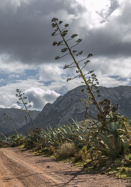 XII Encuentro SAPDU 2022. Almería